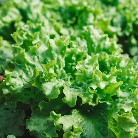 Couette-café Quinta Da Carlota 4*