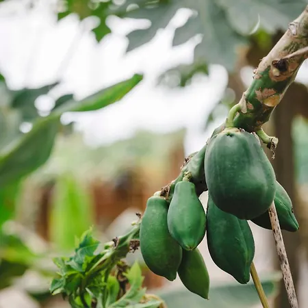 Quinta Da Carlota Bed & Breakfast Torres Vedras