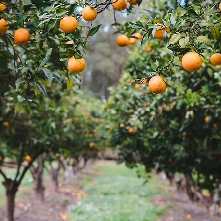 Quinta Da Carlota 4* Torres Vedras