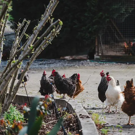 Quinta Da Carlota Alojamento de Acomodação e Pequeno-almoço