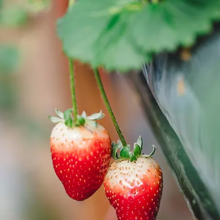 Quinta Da Carlota Bed & Breakfast Torres Vedras